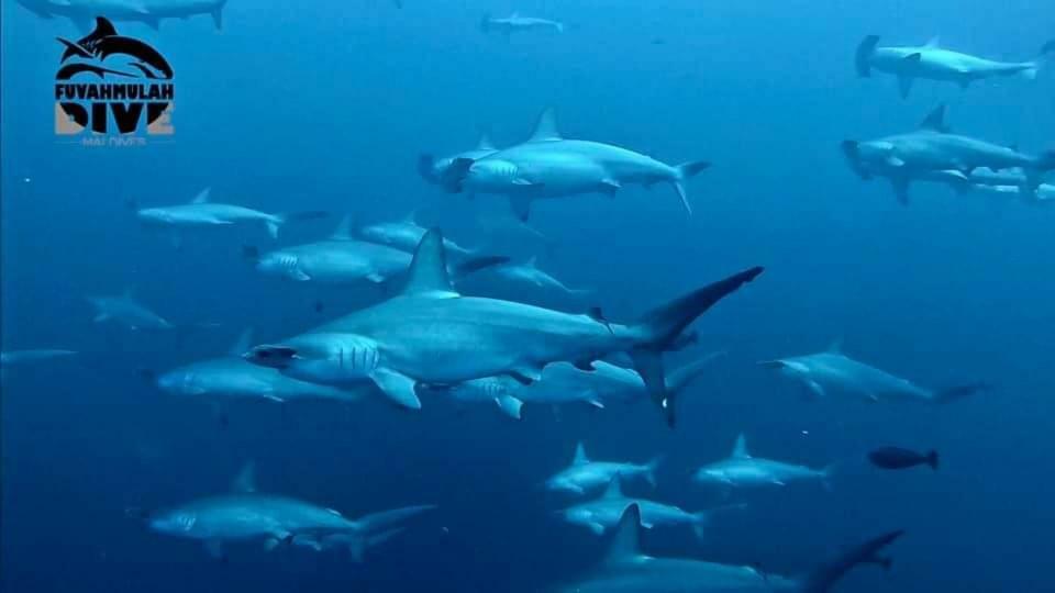 Fuvahmulah Inn المظهر الخارجي الصورة